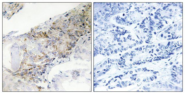 Anti-COX5B antibody produced in rabbit