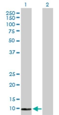 Anti-COX6B2 antibody produced in rabbit