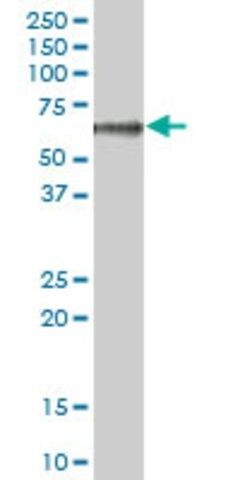 Anti-CPB2 antibody produced in mouse