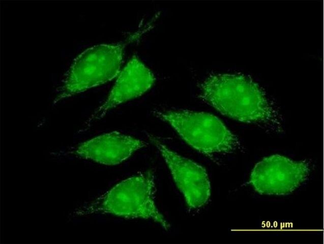 Anti-COX5B antibody produced in mouse