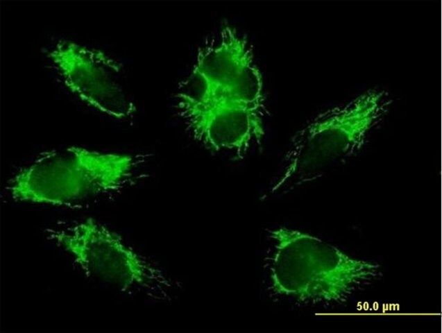 Anti-COX6B1 antibody produced in mouse