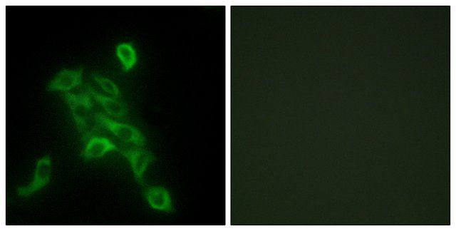 Anti-COX6C antibody produced in rabbit