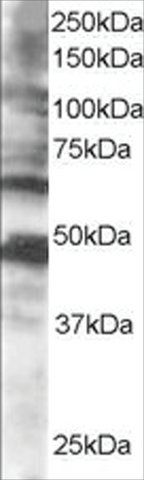 Anti-CPEB1 antibody produced in goat