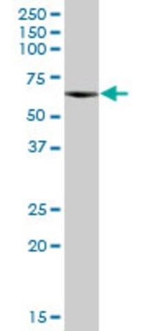 Anti-CPNE3 antibody produced in mouse