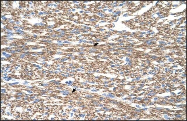 Anti-COX4I1 antibody produced in rabbit