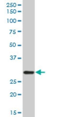 Anti-C1QA, (C-terminal) antibody produced in mouse