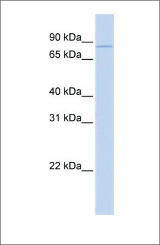 Anti-CPEB3 antibody produced in rabbit