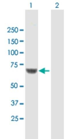 Anti-CPNE1 antibody produced in mouse