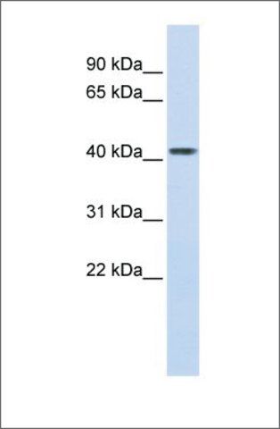 Anti-CPB2 antibody produced in rabbit