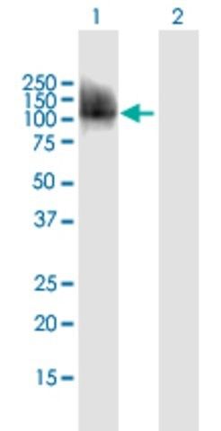 Anti-CPEB3 antibody produced in mouse