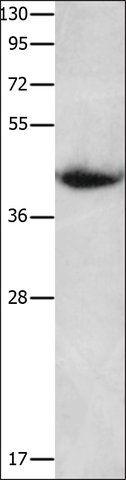 Anti-CNTFR antibody produced in rabbit