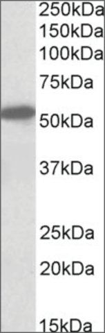 Anti-CNR1 (N-terminal) antibody produced in goat