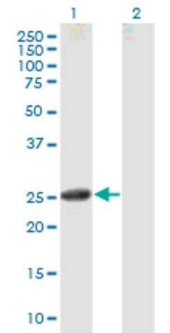 Anti-CNTF antibody produced in mouse