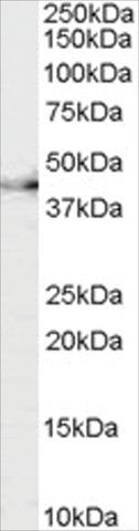 Anti-CNTFR antibody produced in goat