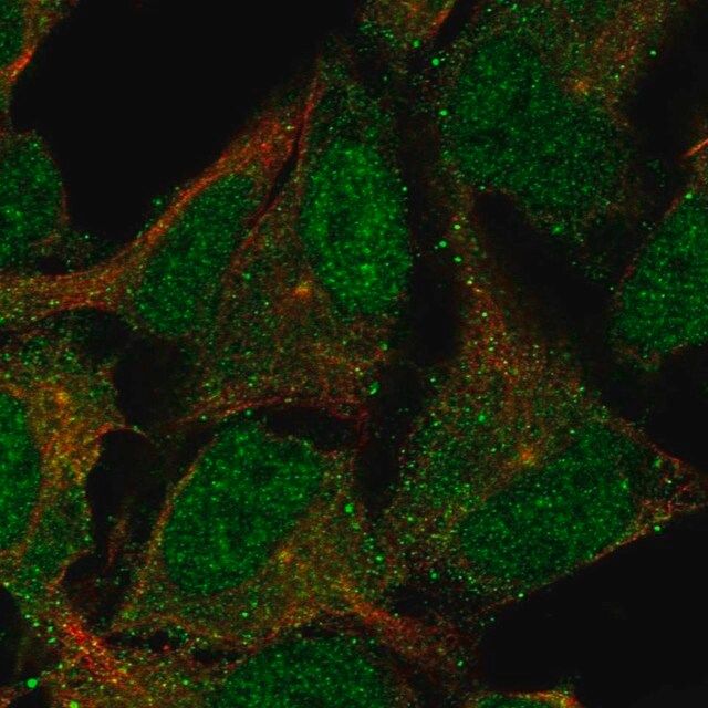 Anti-CNTLN antibody produced in rabbit