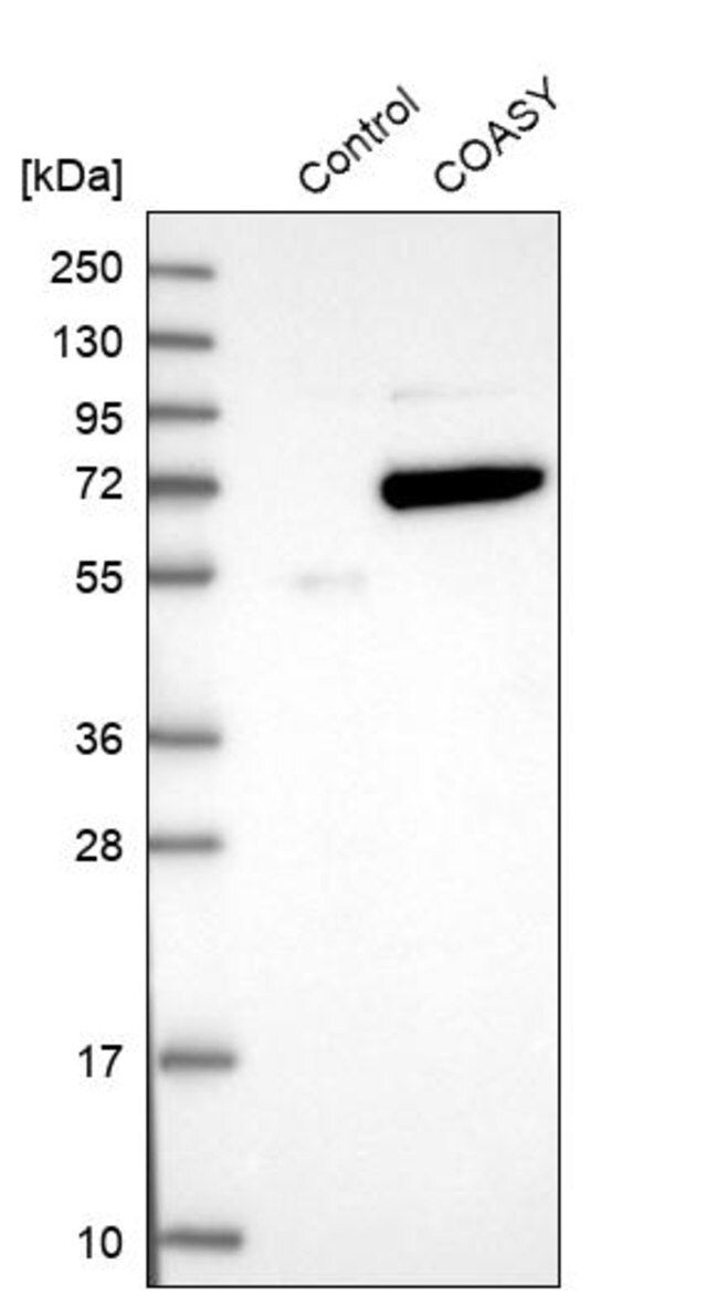 Anti-COASY antibody produced in rabbit