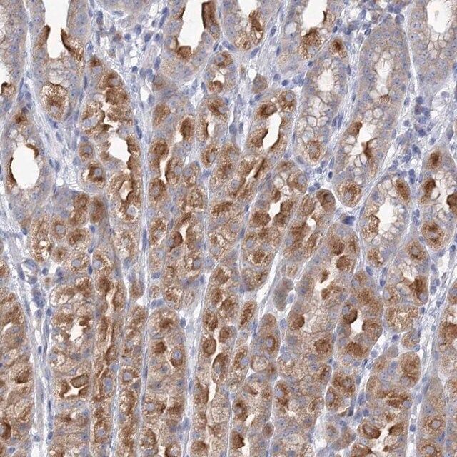 Anti-CNTLN antibody produced in rabbit