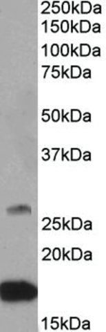 Anti-CNTF antibody produced in goat