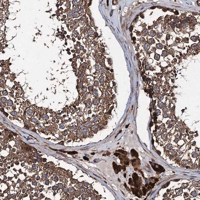 Anti-CNTN5 antibody produced in rabbit