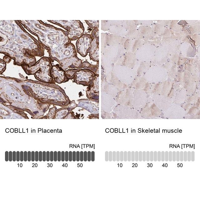 Anti-COBLL1 antibody produced in rabbit