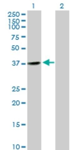 Anti-CNTD1 antibody produced in mouse