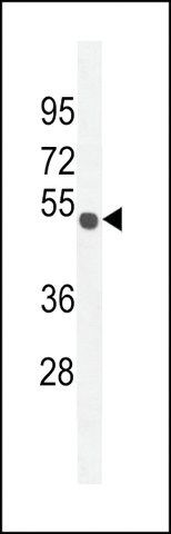 ANTI-CO027 (C-TERMINAL) antibody produced in rabbit