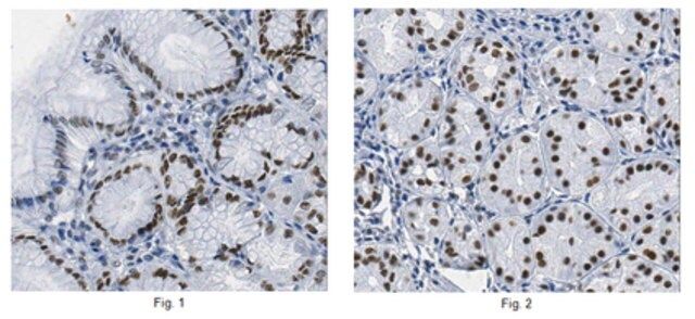 Anti-Co-Rest/RCOR1 Antibody, clone K72/8