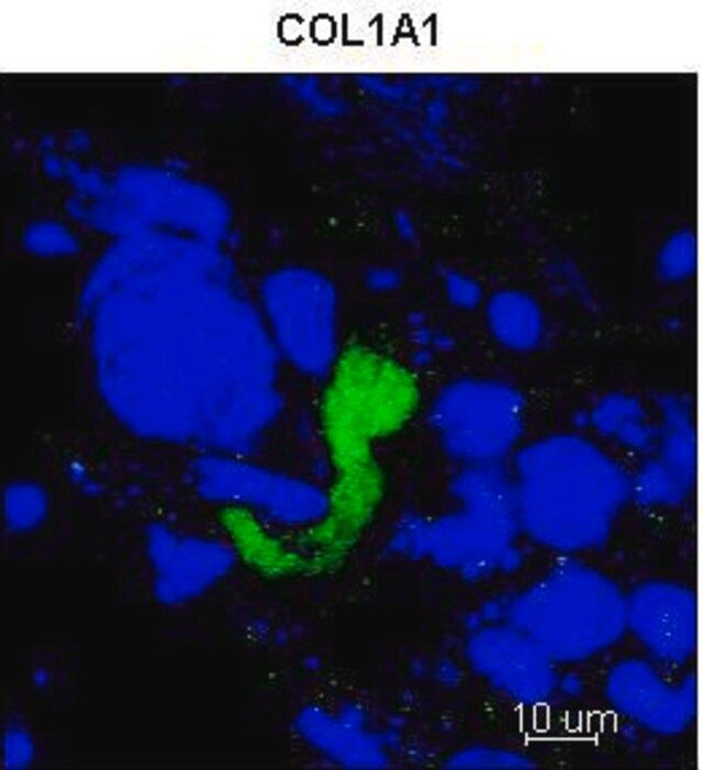 Anti-COL1A1 (C-terminal) antibody produced in rabbit