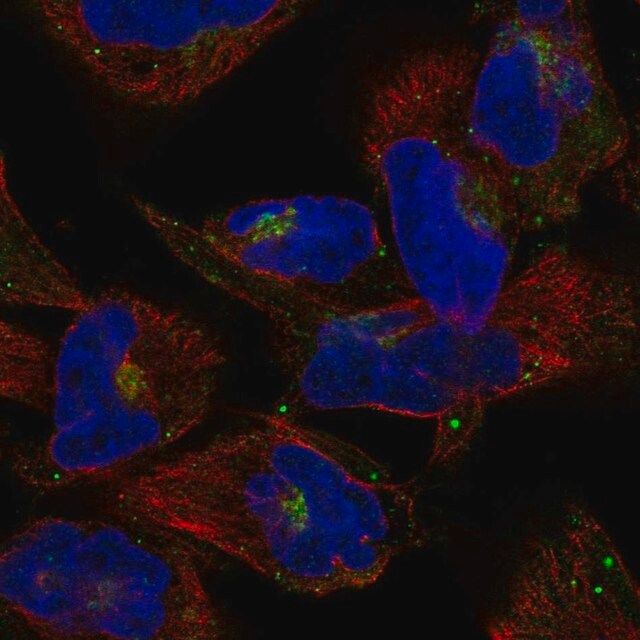 Anti-COG2 antibody produced in rabbit