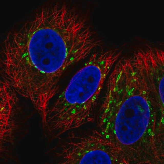 Anti-COG7 antibody produced in rabbit