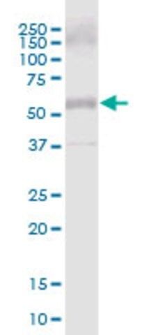 Anti-COL25A1 antibody produced in mouse