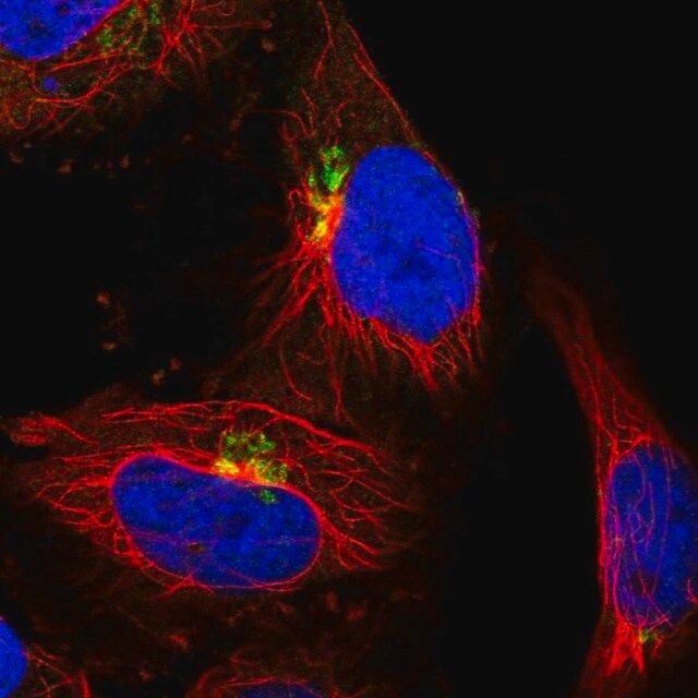 Anti-COG5 antibody produced in rabbit