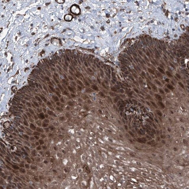 Anti-COA7 antibody produced in rabbit