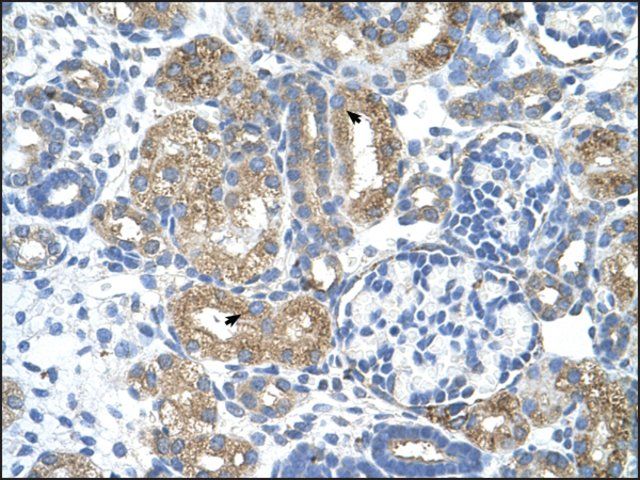 Anti-COBLL1 antibody produced in rabbit