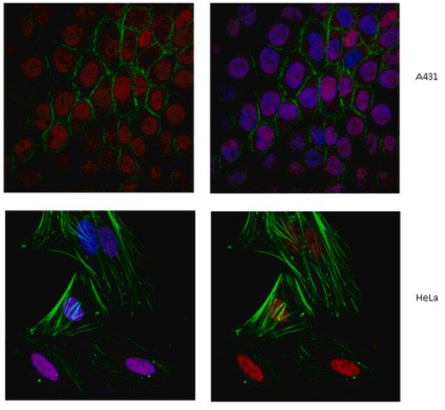 Anti-Cohesin subunit SA-2 Antibody