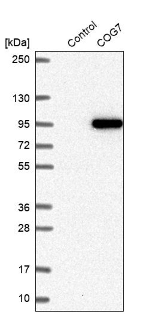 Anti-COG7 antibody produced in rabbit