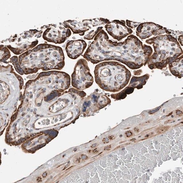 Anti-COG1 antibody produced in rabbit