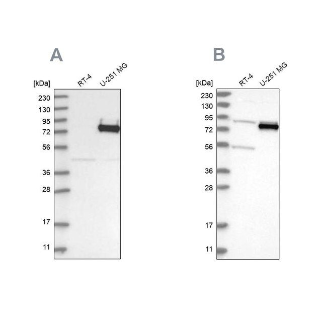 Anti-COLGALT2 antibody produced in rabbit