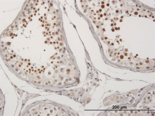 Anti-C20ORF20 antibody produced in mouse