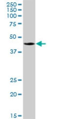 Anti-C6orf210 antibody produced in mouse