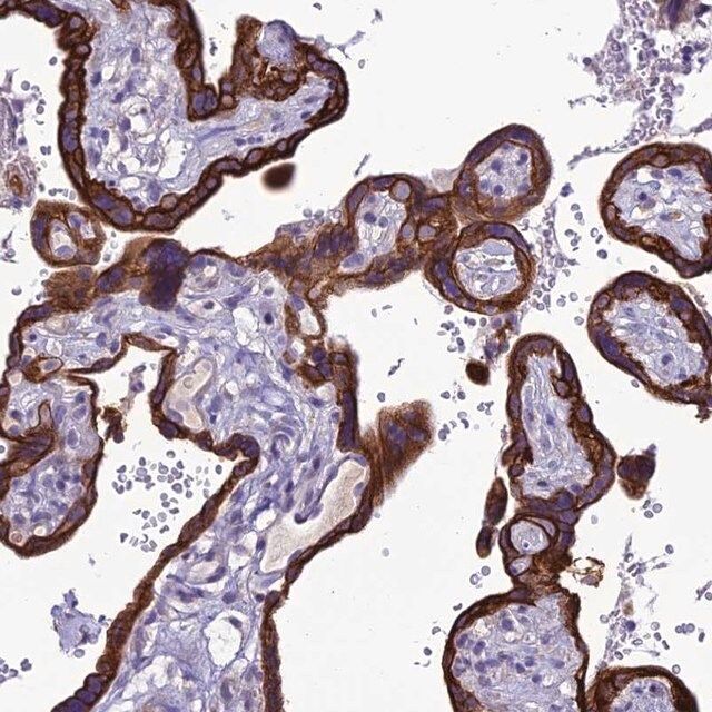 Anti-C20orf202 antibody produced in rabbit