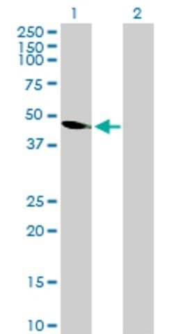 Anti-C18ORF22 antibody produced in mouse