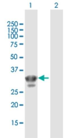 Anti-CHMP4A, (N-terminal) antibody produced in mouse