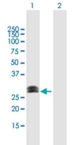 Anti-CHMP1A antibody produced in mouse