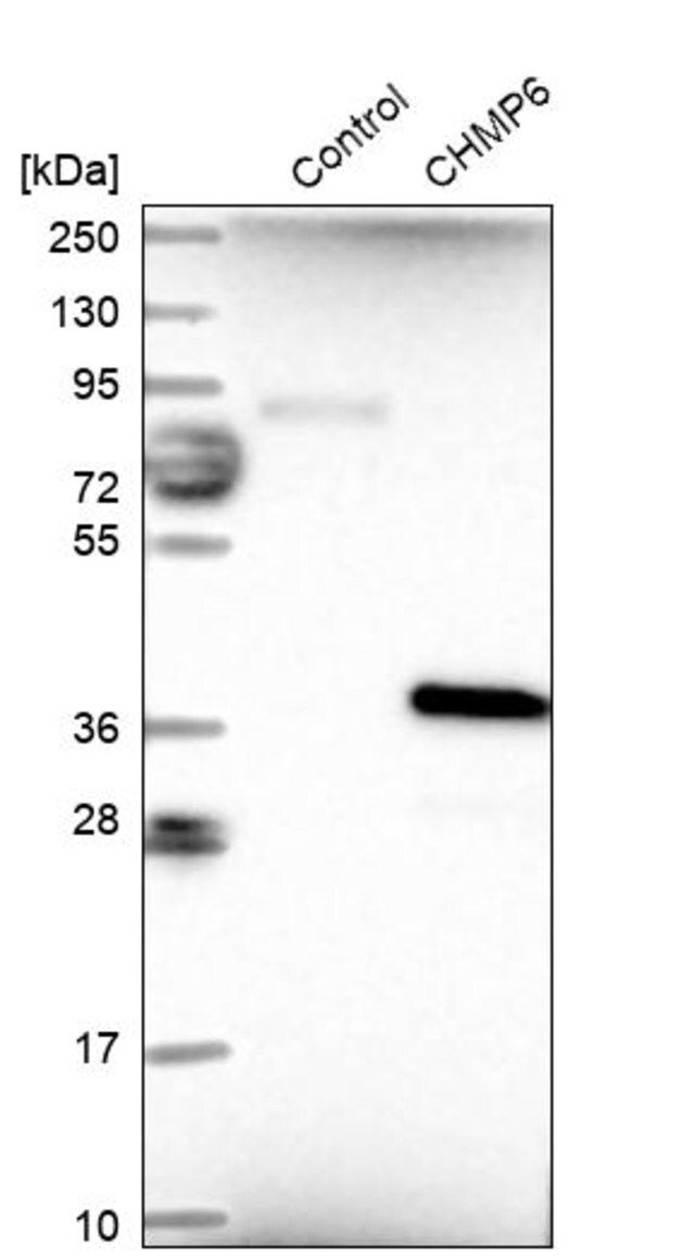 Anti-CHMP6 antibody produced in rabbit