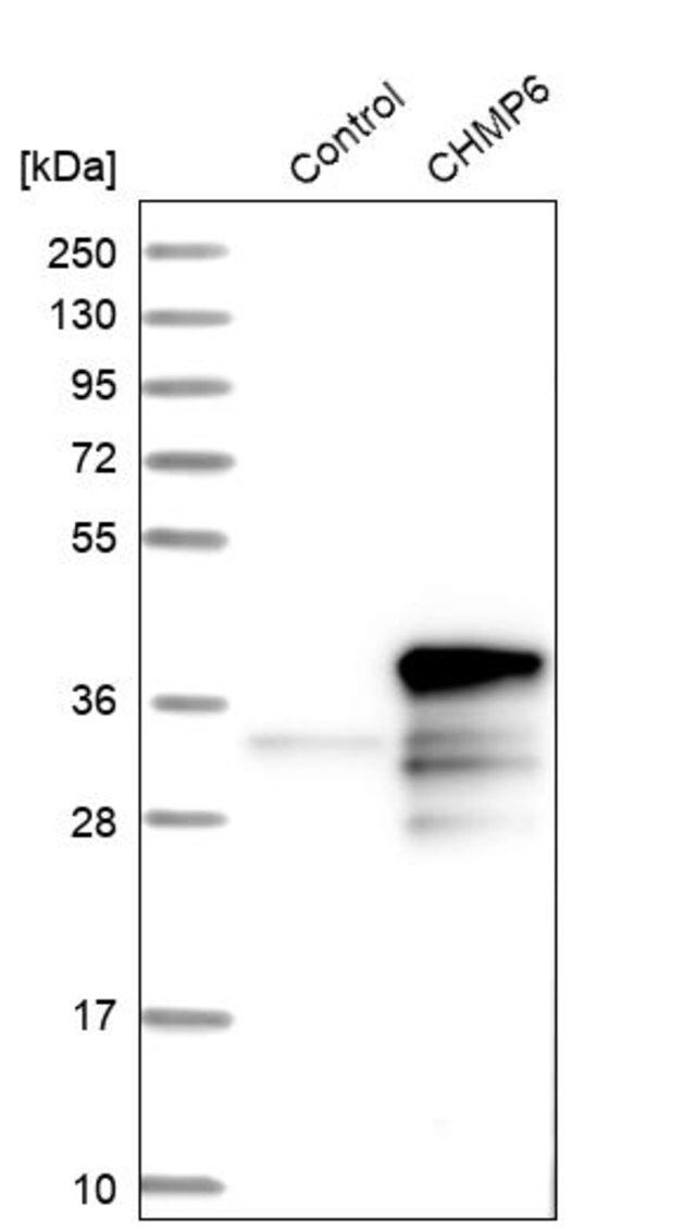 Anti-CHMP6 antibody produced in rabbit