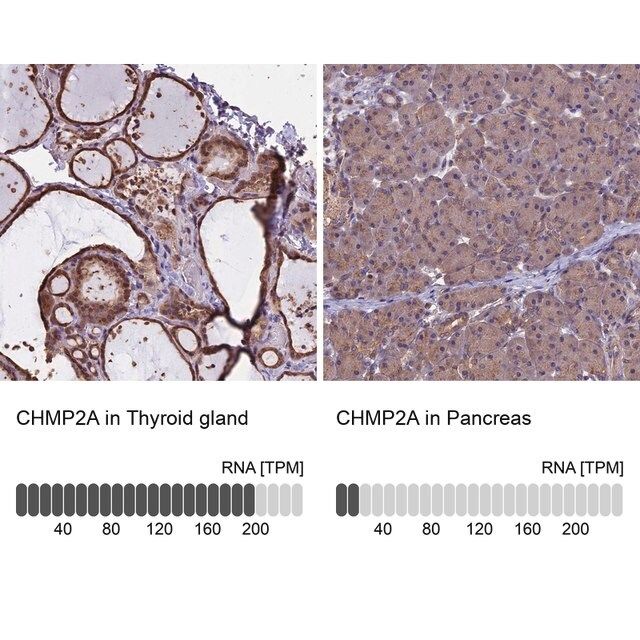 Anti-CHMP2A antibody produced in rabbit