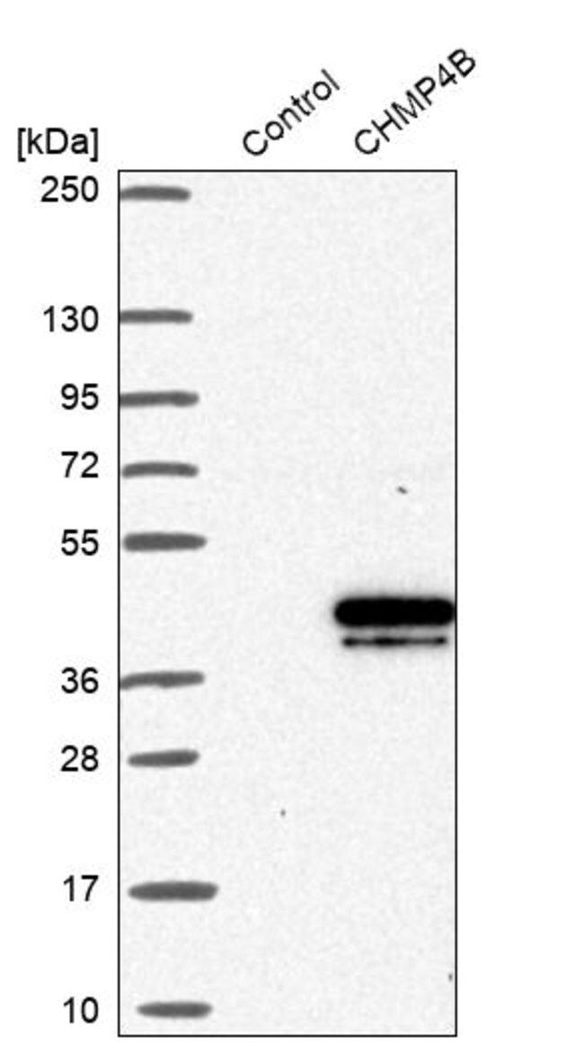 Anti-CHMP4B antibody produced in rabbit