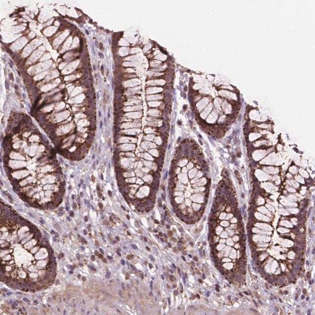 Anti-CHMP4A antibody produced in rabbit