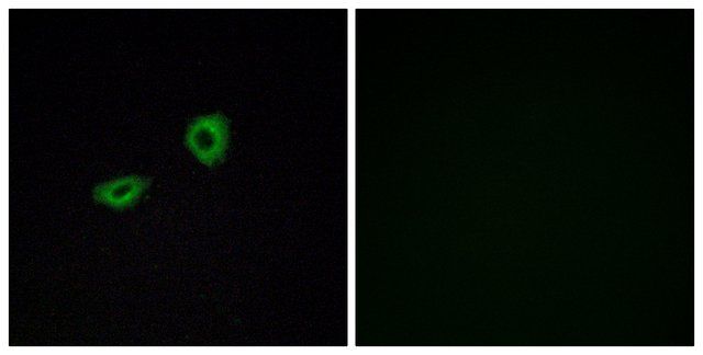 Anti-CHRM5 antibody produced in rabbit